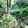 Plants: image 83 Of 208 Thumb